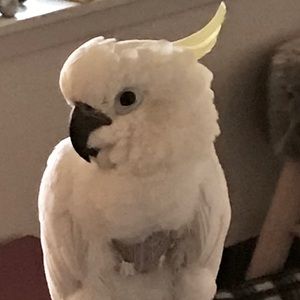 Meet your Posher, Brent